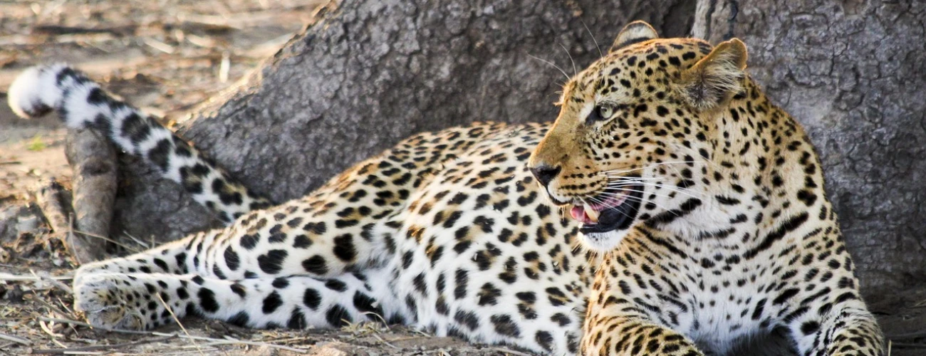 Ngorongoro Crater vs Serengeti National Park Which Safari Destination Is Right for You?