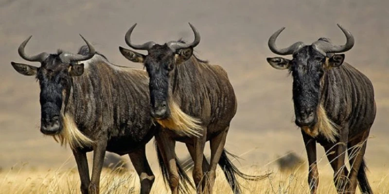 Guaranteed Sightings vs Dynamic Encounters