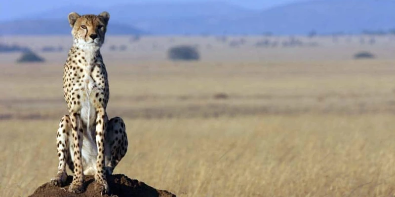 Park Fees vs Length of Stay