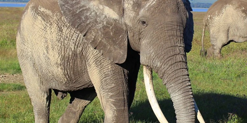 Combine Both for the Ultimate Safari