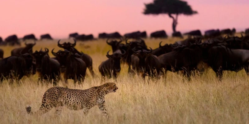 2. What Wildlife You’ll See — Beyond the Wildebeest