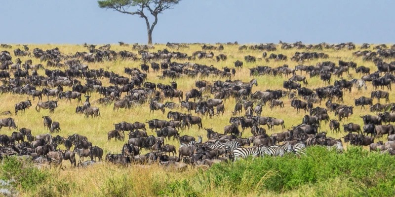 3. Calving vs River Crossings How They Differ