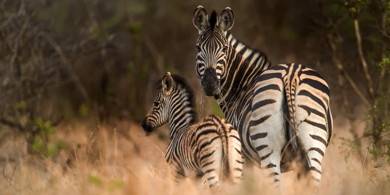 1. Learn the Serengeti Migration Calendar