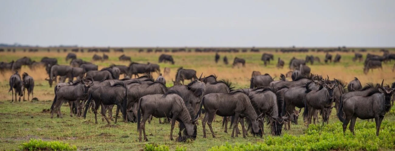 Top Wildlife to Spot During the Great Migration Safaris