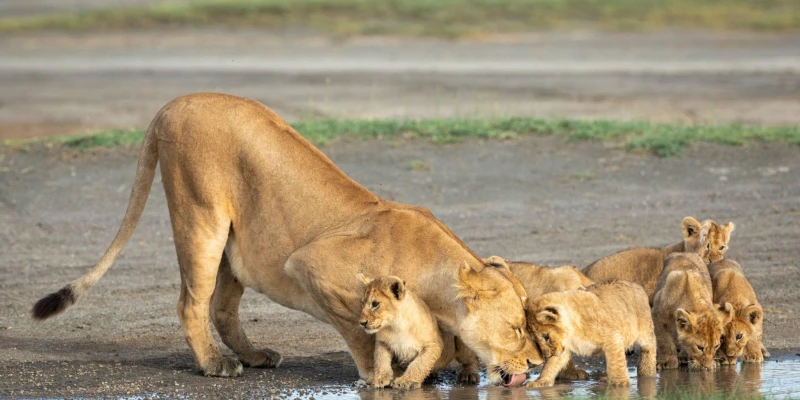 Lions – Kings of Timing