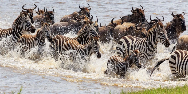 Zebras – The Silent Strategists