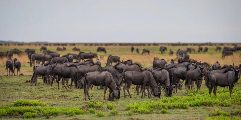 Wildebeest – The Pulse of the Plains