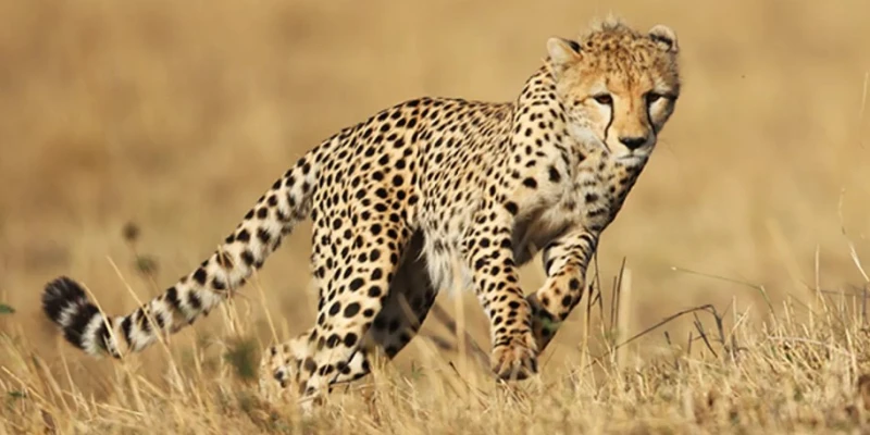 Cheetahs – Lightning on the Plains