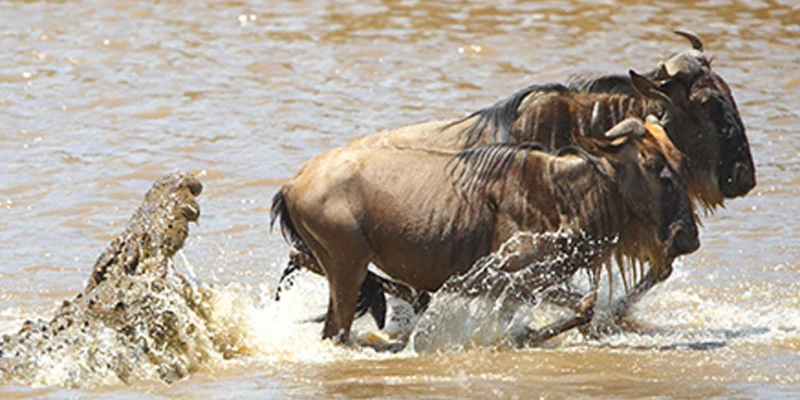 Crocodiles – River Predators
