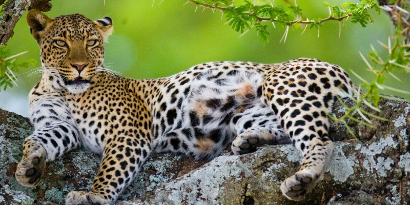 Leopards – Shadows of the Plains