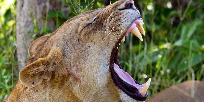 June to October – The Prime Time for Big Five Safaris