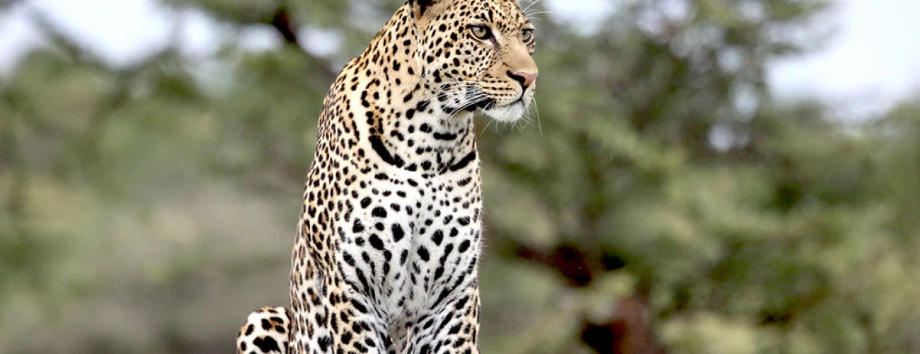 The Best Time to Experience Tanzania’s Big Five