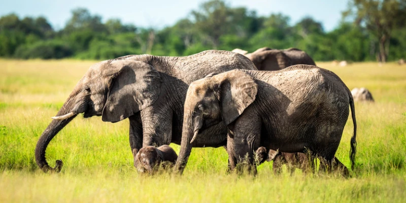 How to Book with JustGoSafaris