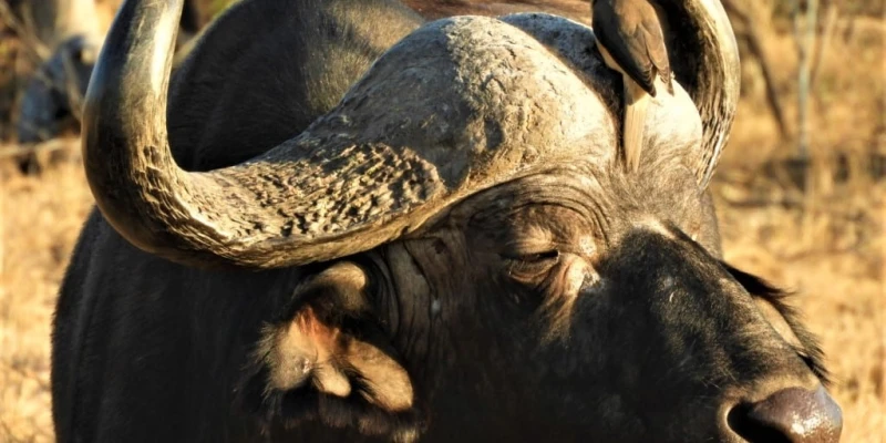 Pro Tips from JustGoSafaris