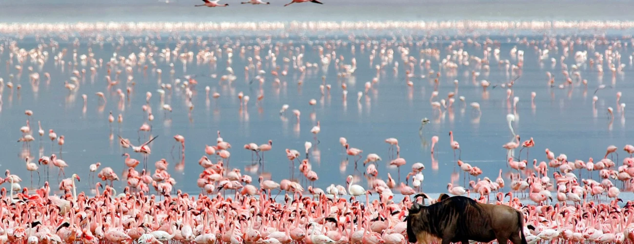 Best Time to Visit Ngorongoro Crater