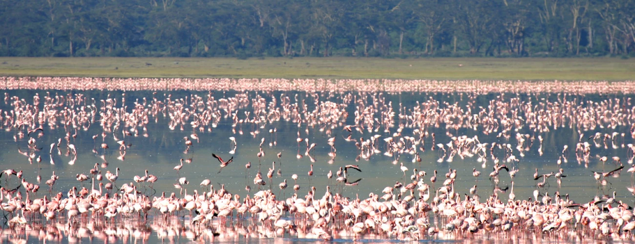 Best Time to Visit Tanzania for Every Type of Safari