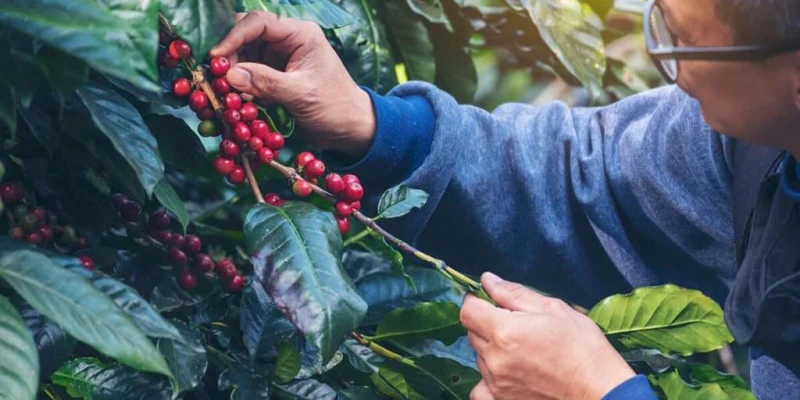 Coffee Plantation Tours