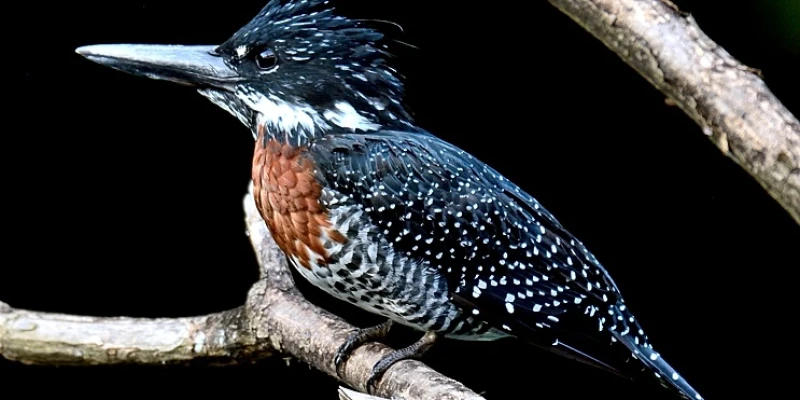 Explore Arusha National Park