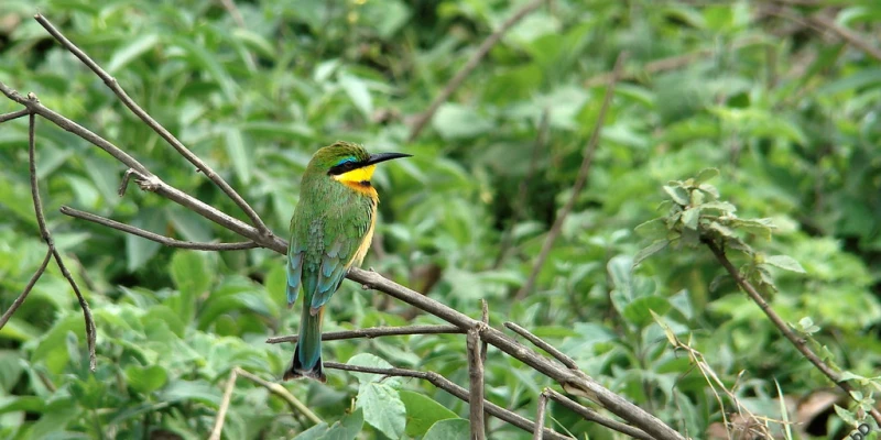 Birdwatching Adventures