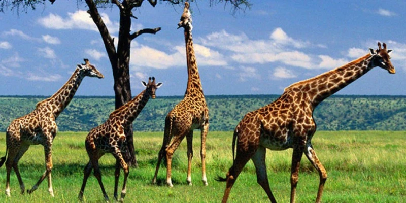 Sunset Safaris and Sundowners