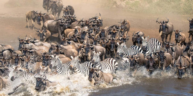 The Great Migration Safari – Serengeti Ecosystem