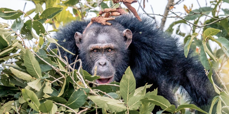 Chimpanzee Trekking in Mahale Mountains National Park
