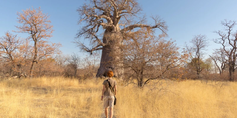 Walking Safaris in Ruaha National Park
