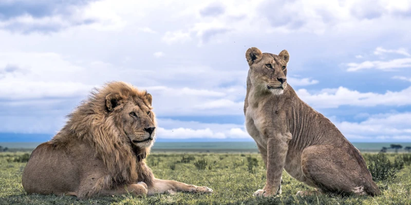 Big Five Safari Experience in Serengeti and Ngorongoro
