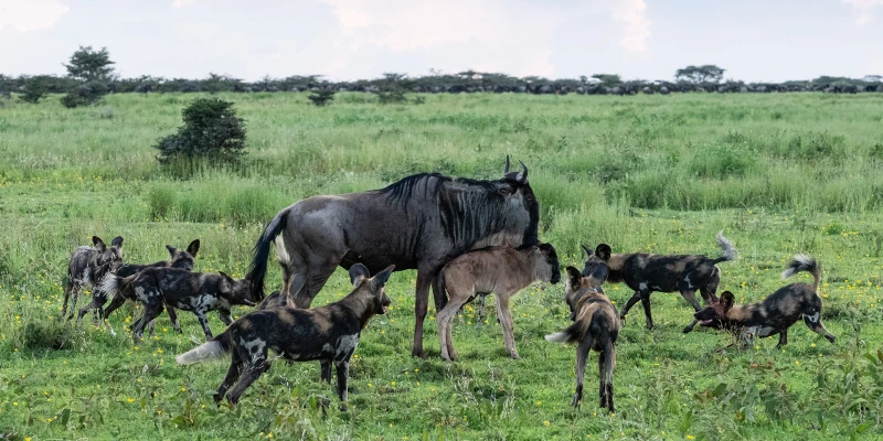 Southern Serengeti and Ndutu