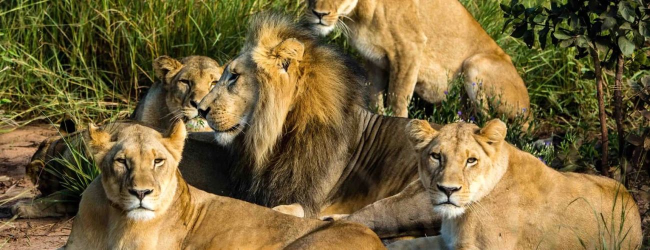 The Best Places to Go on Safari in Tanzania from January to March