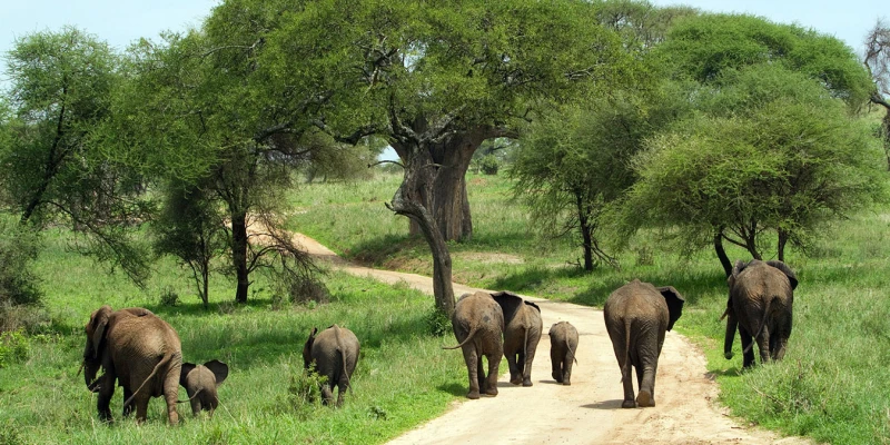 Tarangire National Park