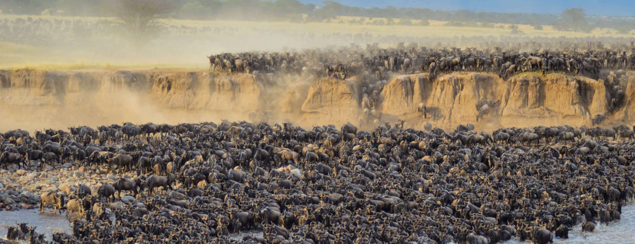 Four Wildlife Migrations That Define the True Safari Experience in Tanzania