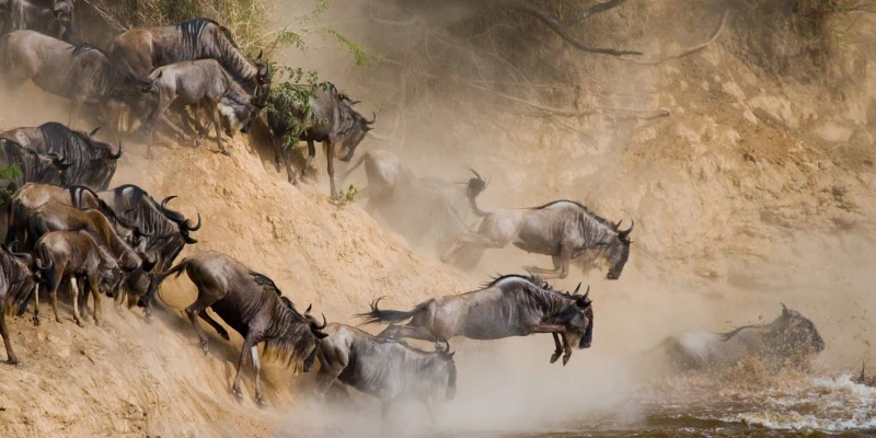 The Great Wildebeest Migration of the Serengeti