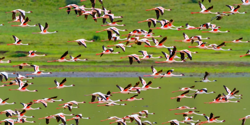 The Flamingo Migration of Northern Tanzania