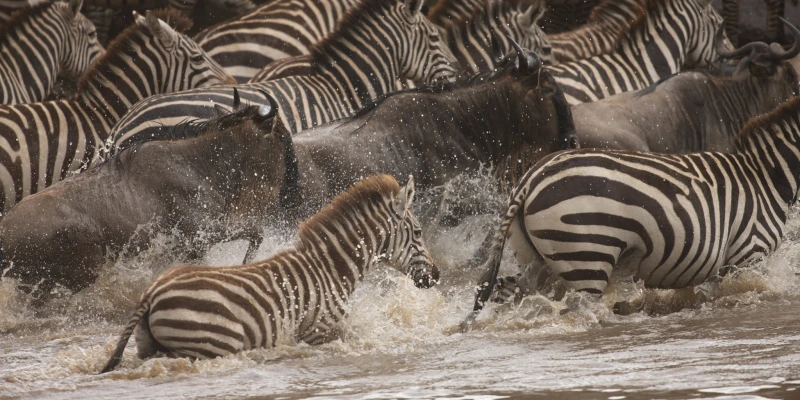 The Zebra Migration of Southern Serengeti