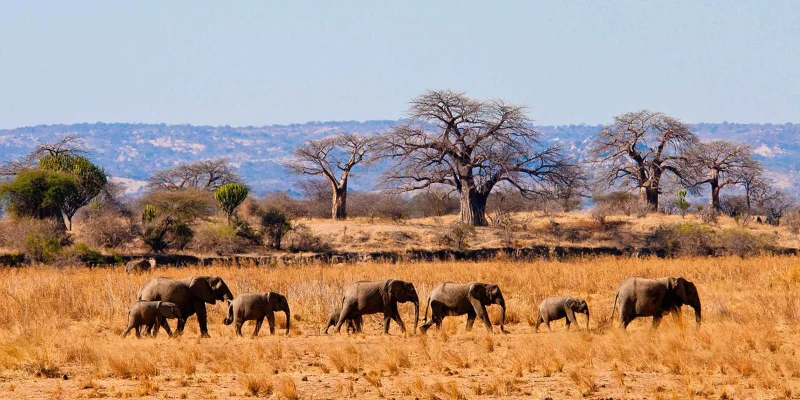 The Elephant Migration of Tarangire