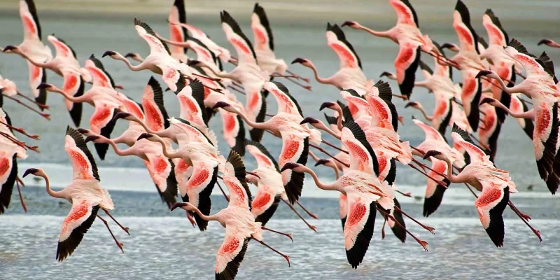 Why Migration Safaris Leave a Lasting Mark