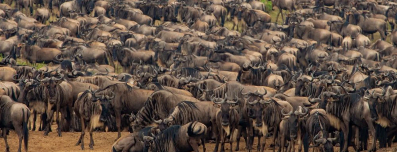 4 Secluded Spots to Witness the Great Wildebeest Drama in Tanzania