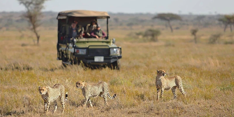 Tips for Planning a Crowd-Free Migration Safari