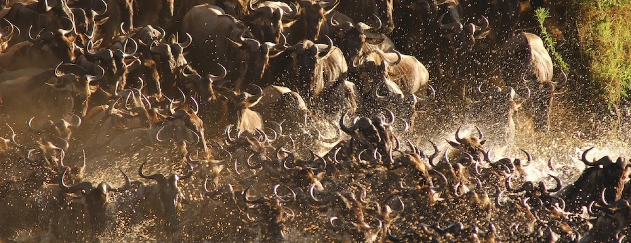 The Ultimate Guide to Tanzania’s Great Migration