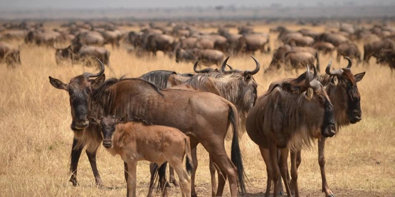 Why Tanzania is the Heart of the Great Migration