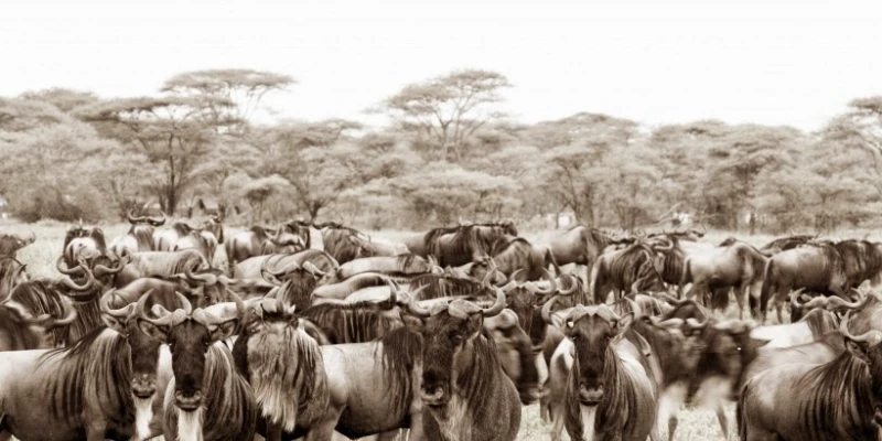 Where to Stay for the Migration in Tanzania