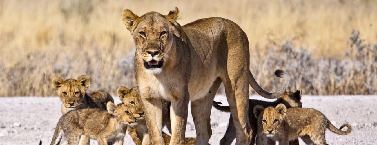 Exploring Tanzania’s Big Cats in the Wild