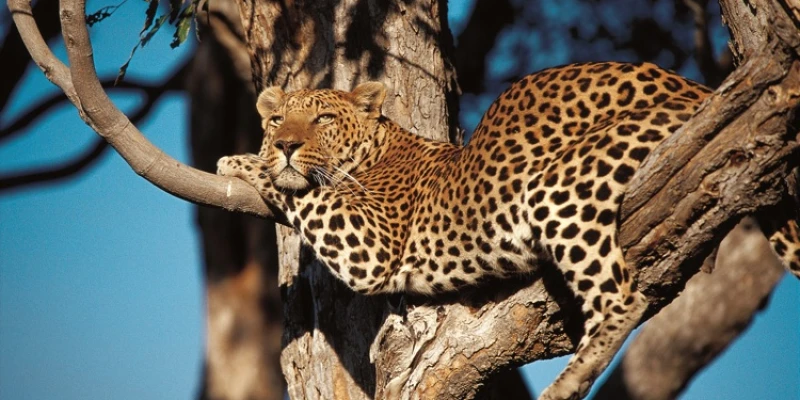 2. Leopards: The Masters of Stealth