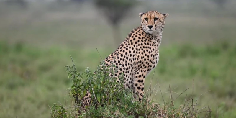 The Ultimate Big Cat Safari in Tanzania