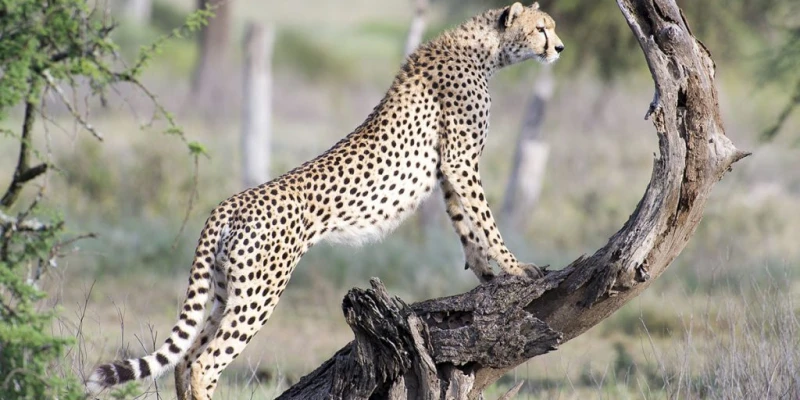 3. Cheetahs: The Speed Demons of the Plains
