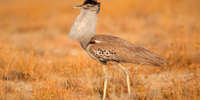 Serengeti National Park