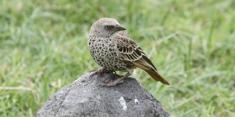 Tarangire National Park