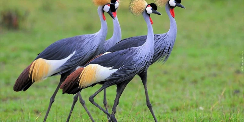 Ngorongoro Conservation Area