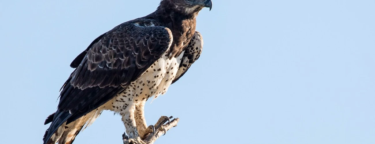 Tanzania’s Premier Birdwatching Destinations